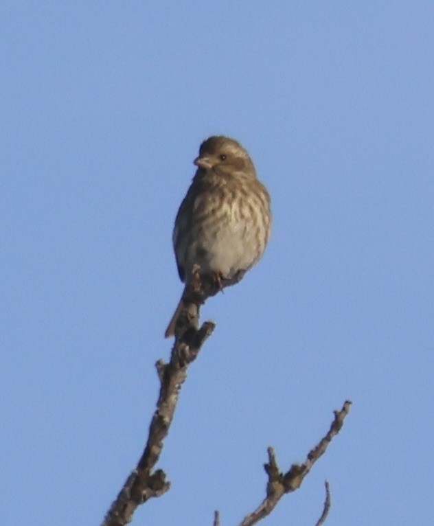 purpurfink - ML647855057