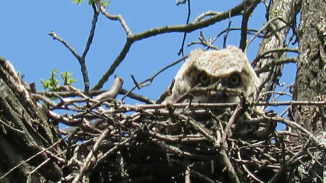 Great Horned Owl - ML647855128