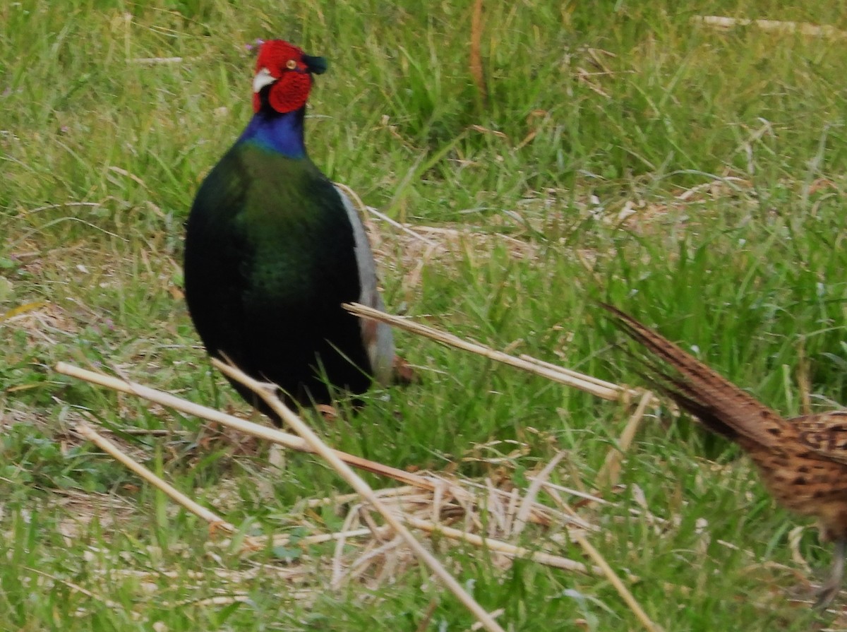 bažant zelený - ML647855151