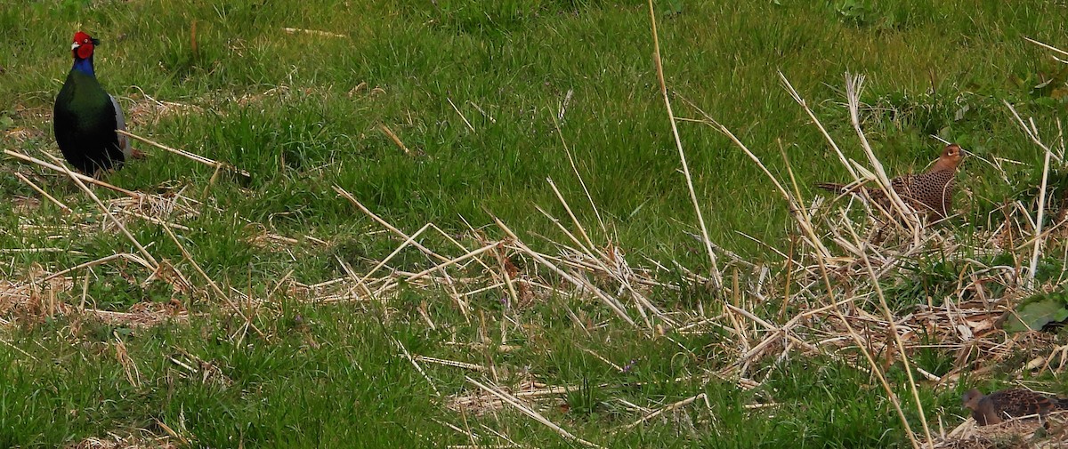 bažant zelený - ML647855152