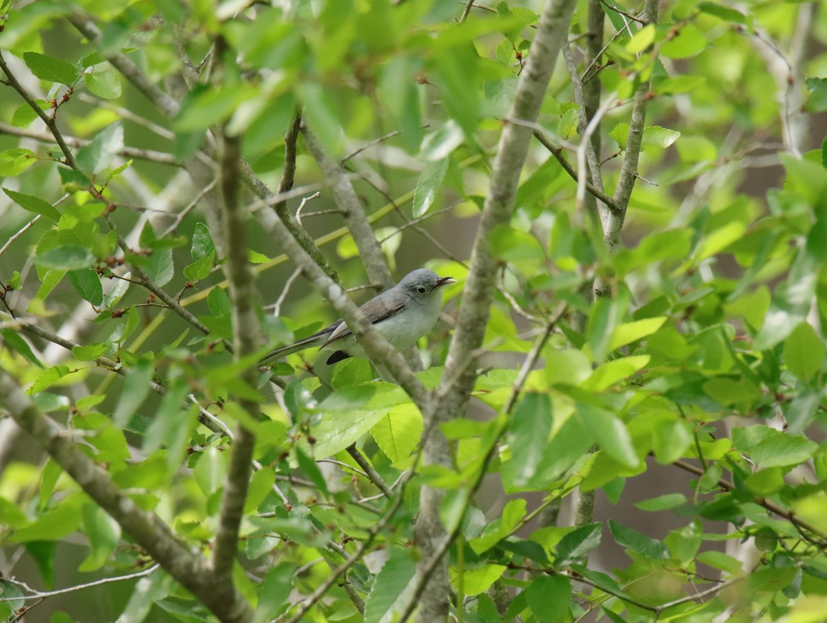 ブユムシクイ - ML647855155