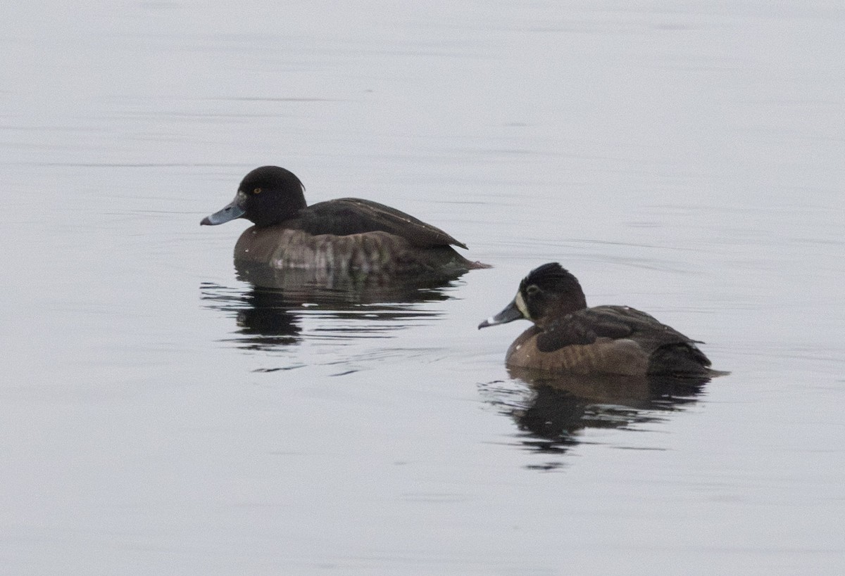 Tufted Duck - ML647855158
