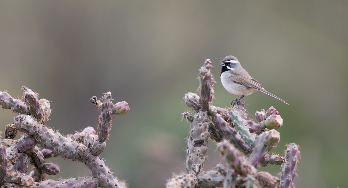 svartstrupespurv - ML647855166