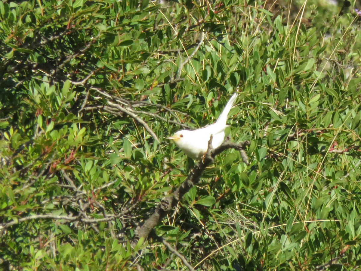 Txinbo burubeltza - ML647855167