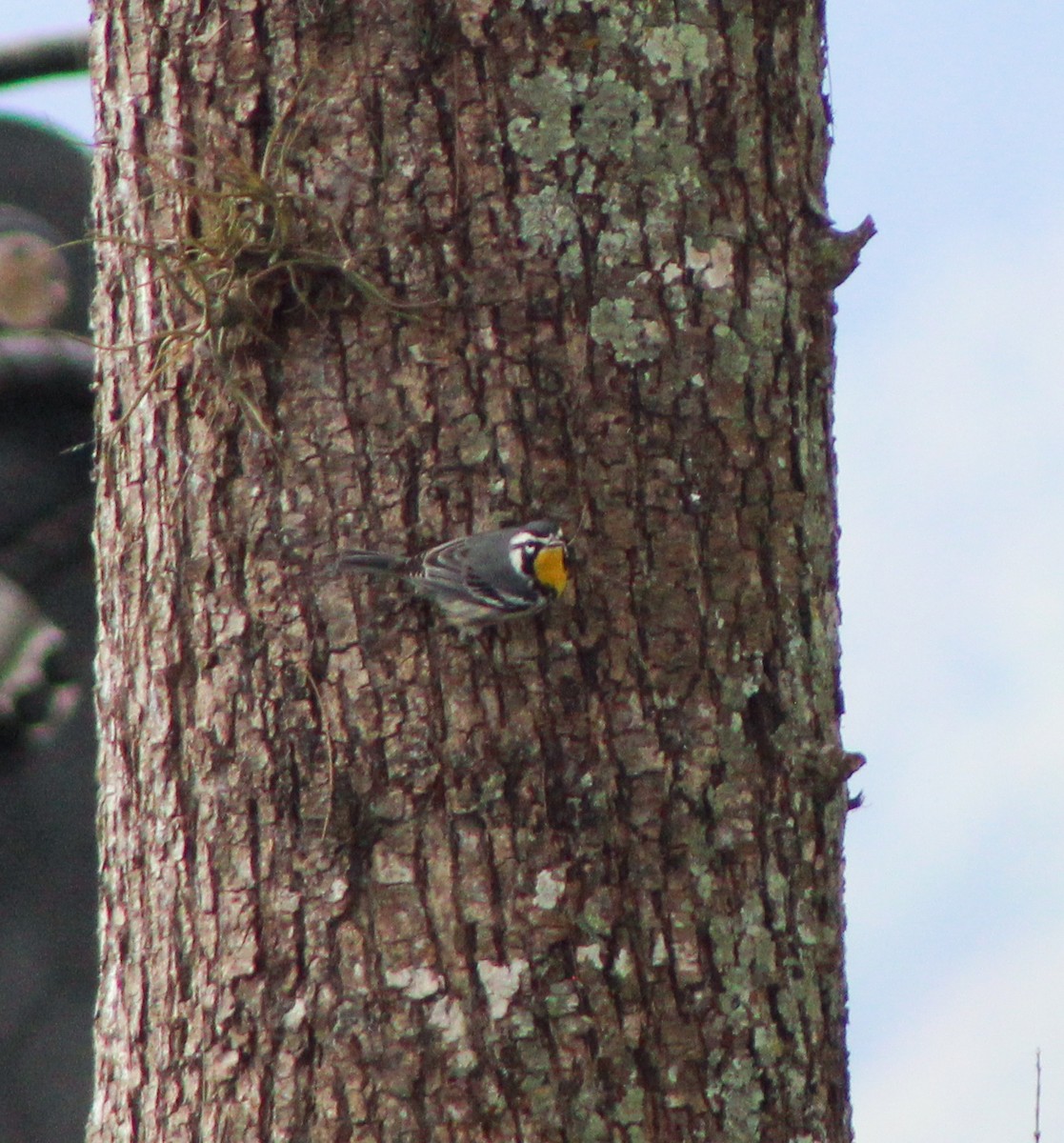 Yellow-throated Warbler - ML647855189