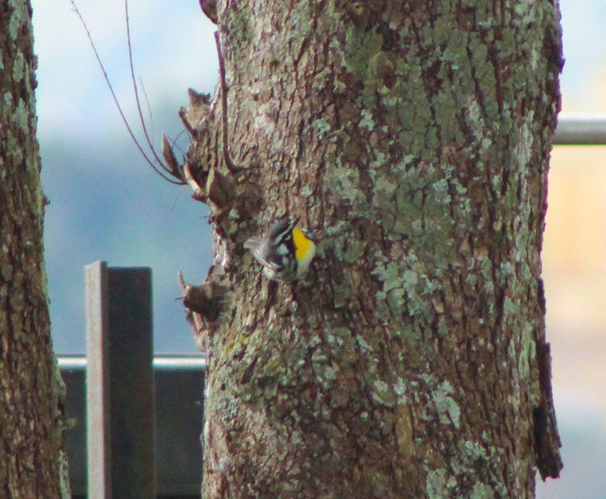 Yellow-throated Warbler - ML647855190