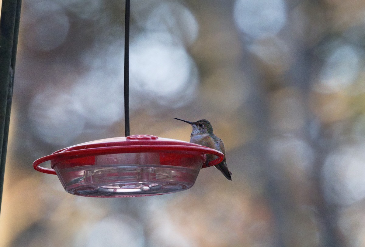 アカフトオハチドリ - ML647855259