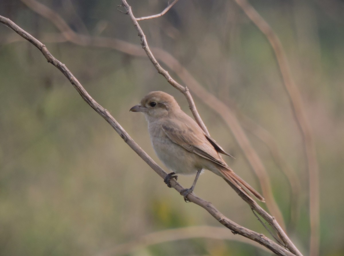 Isabelline Shrike - ML647855272