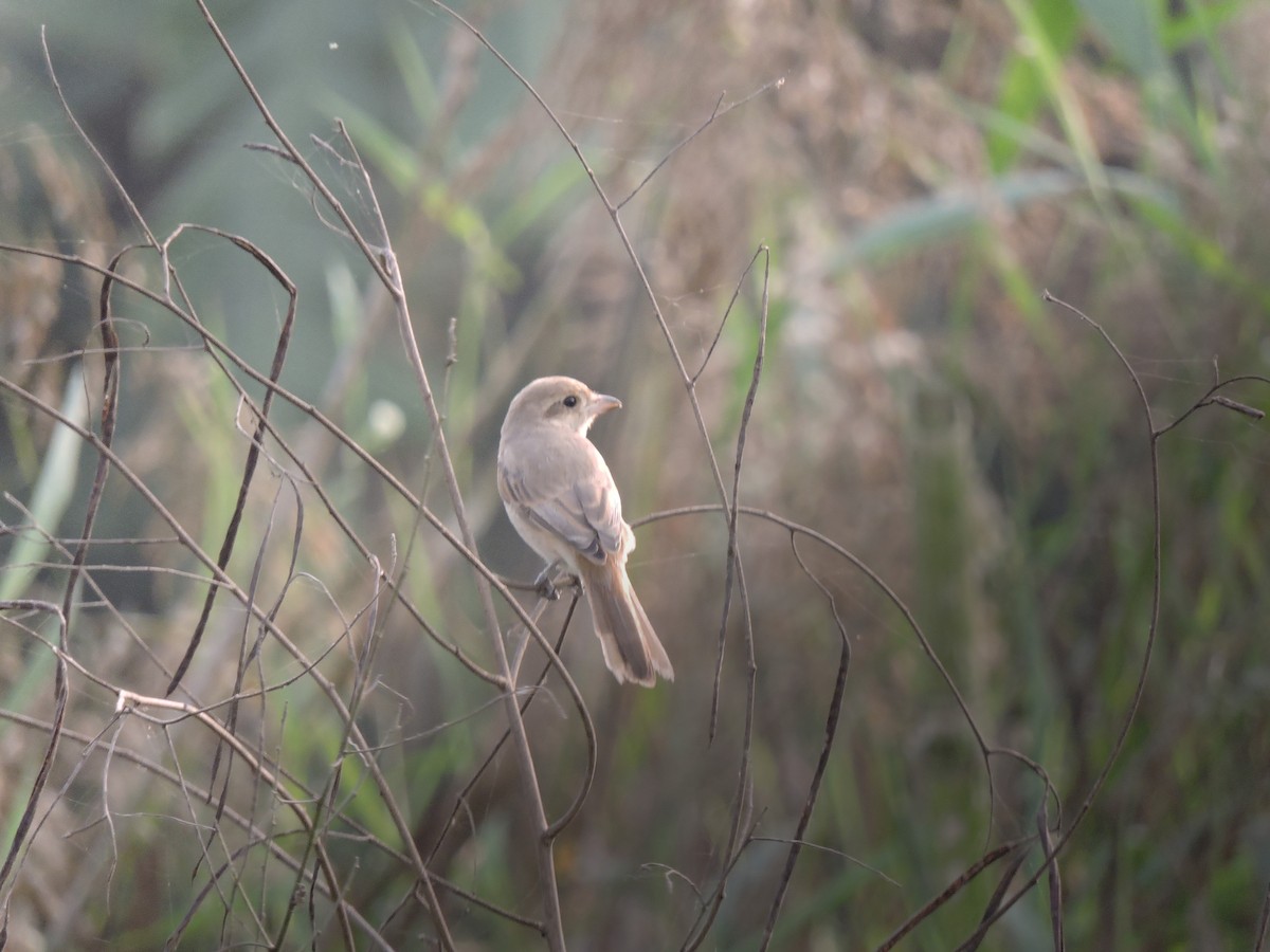 Isabelline Shrike - ML647855274