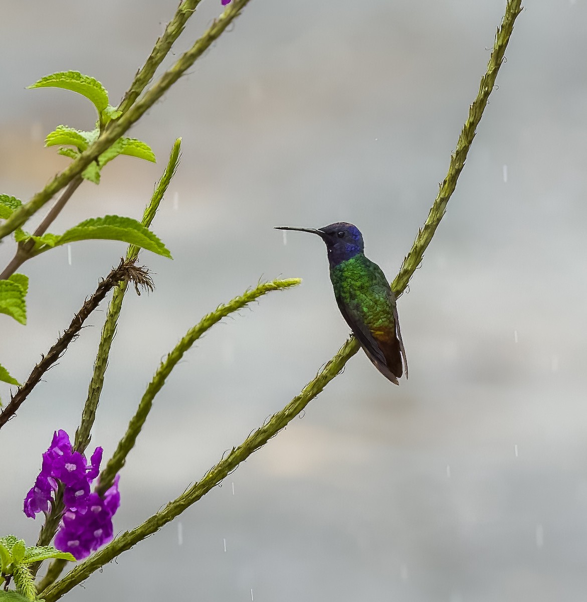 Golden-tailed Sapphire - ML647855313