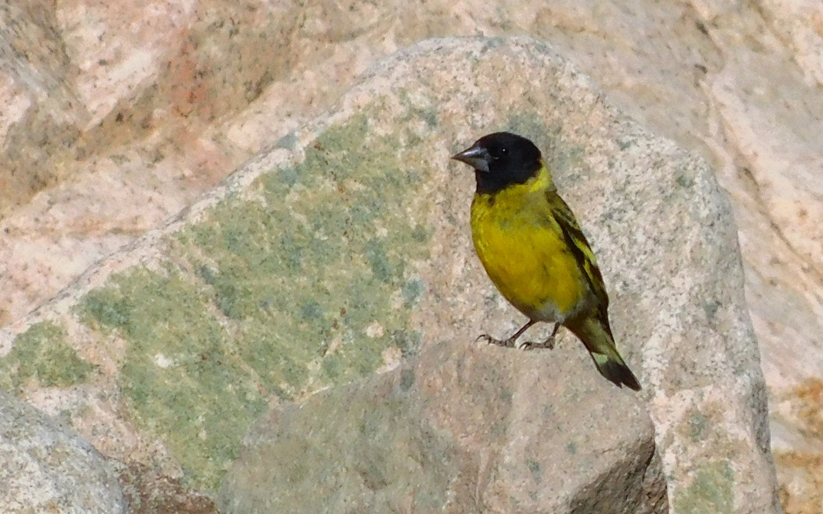 Thick-billed Siskin - ML647855328