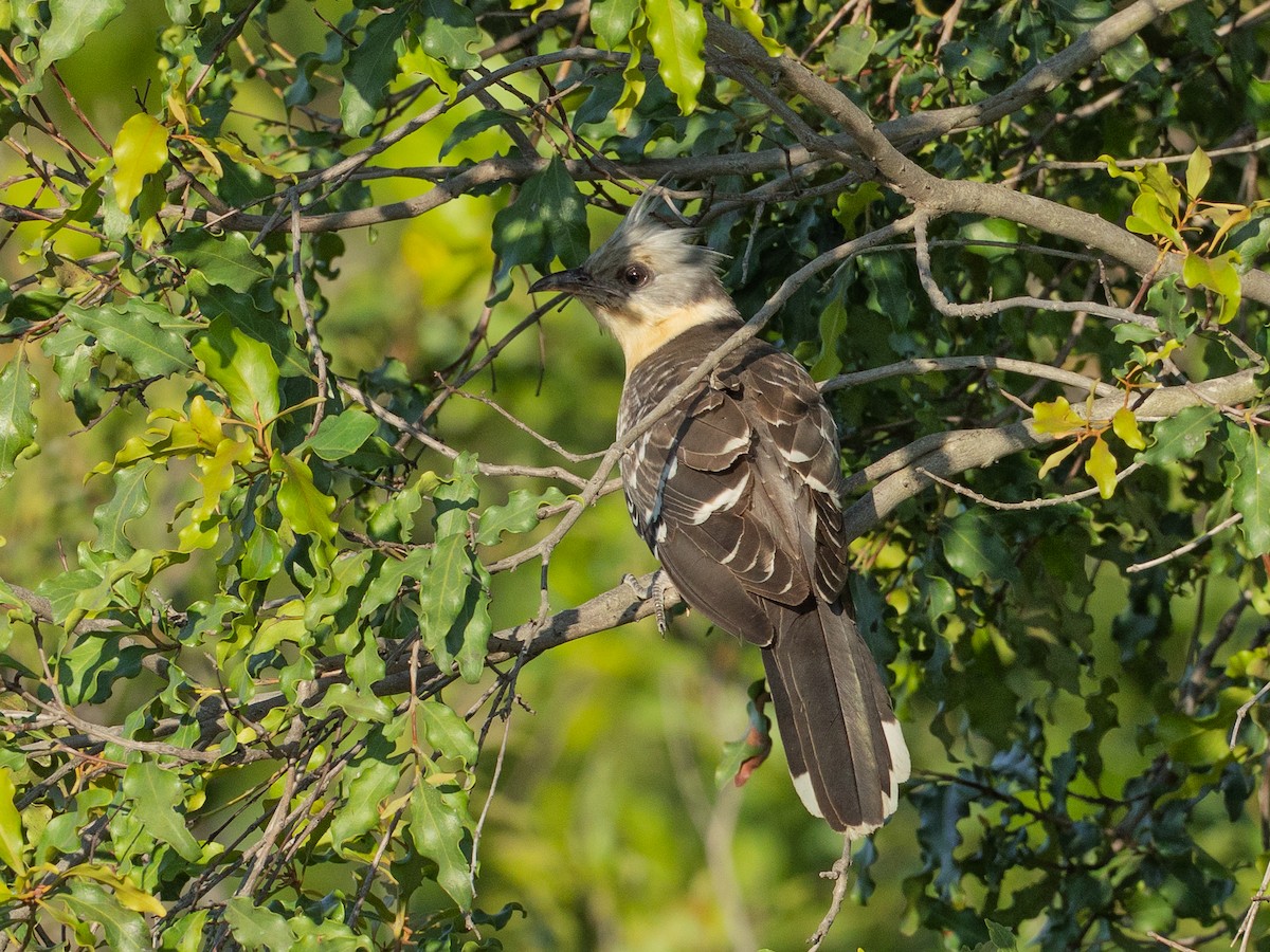 Great Spotted Cuckoo - ML647855337