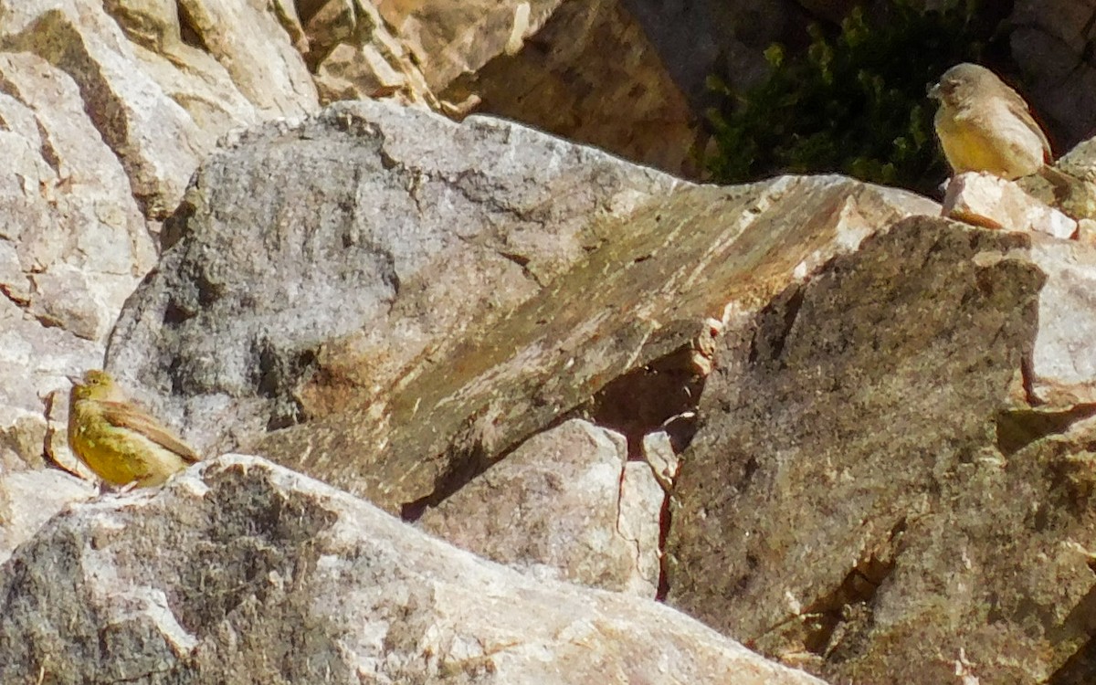 Greenish Yellow-Finch - ML647855371