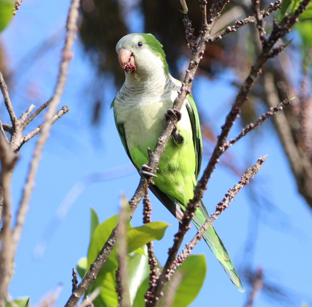 Калита сіроволий - ML647855377