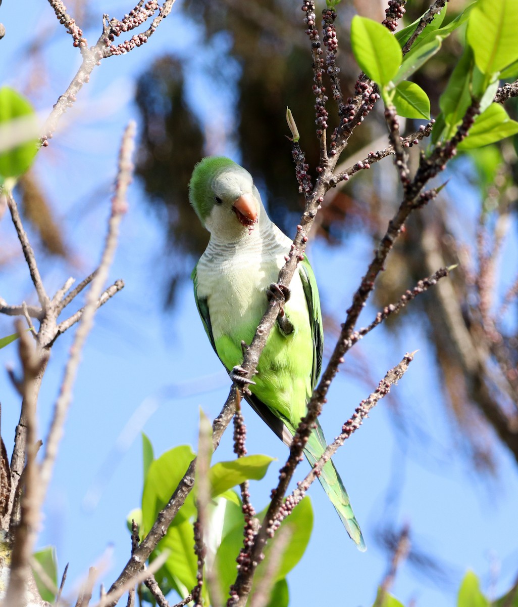 Калита сіроволий - ML647855378