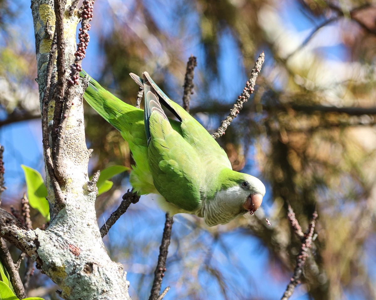 Калита сіроволий - ML647855382