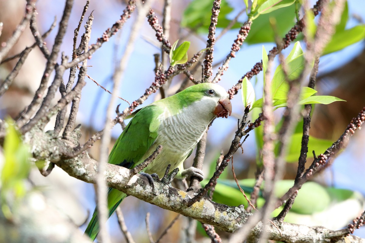 Калита сіроволий - ML647855383