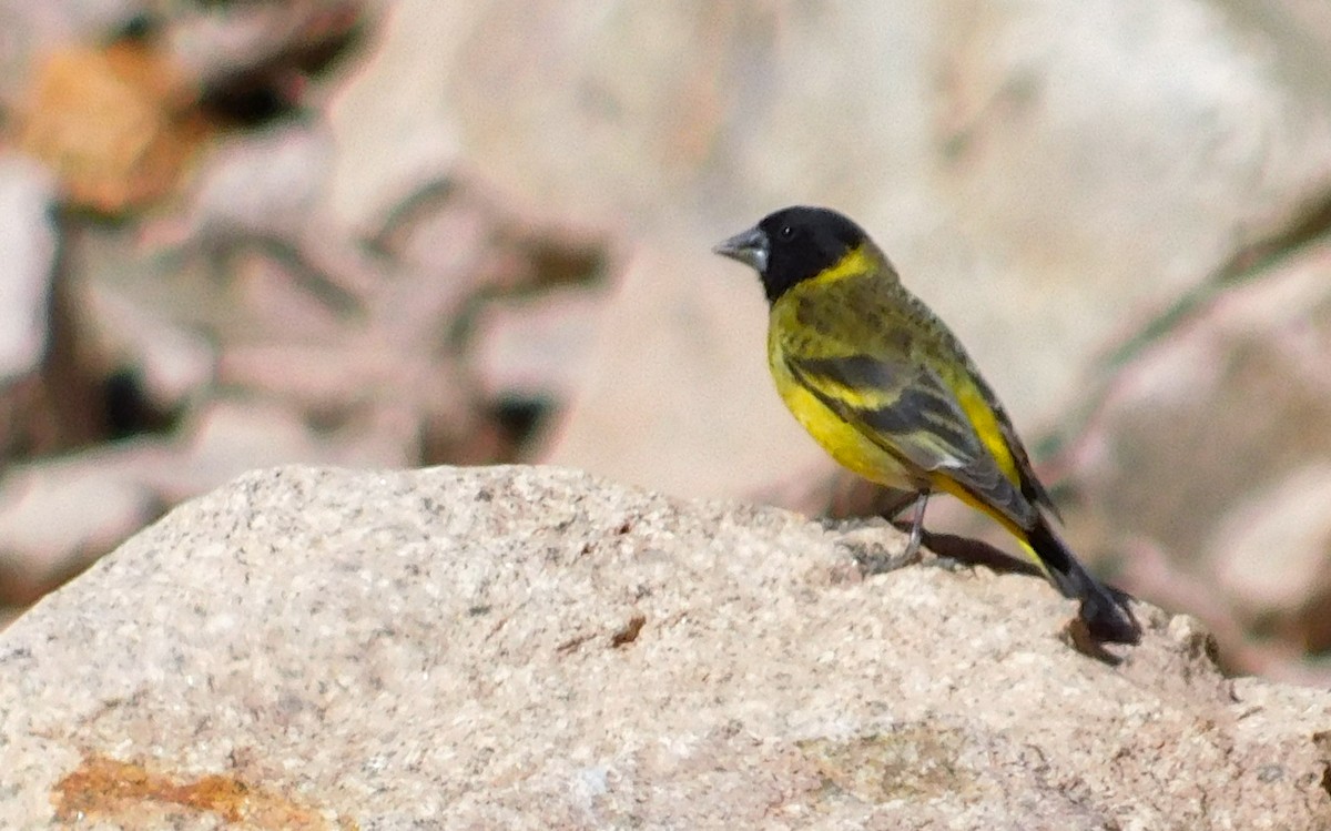 Thick-billed Siskin - ML647855390
