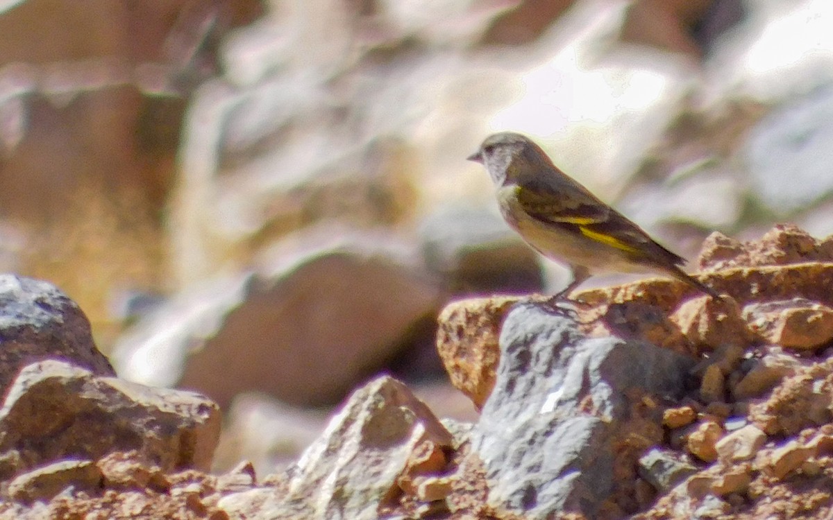 Thick-billed Siskin - ML647855395
