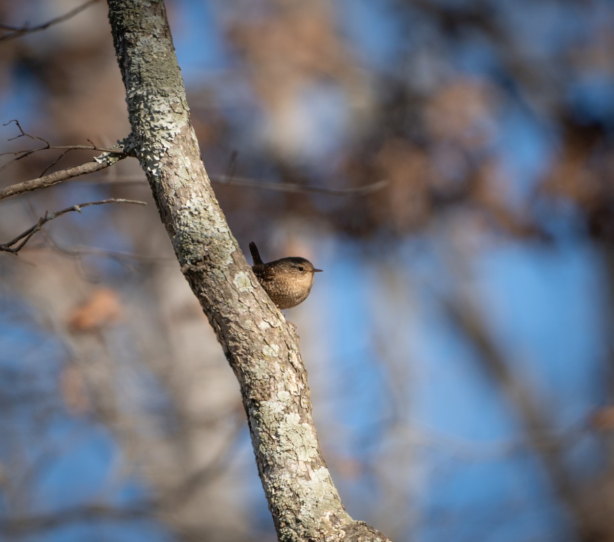 střízlík kanadský - ML647855396