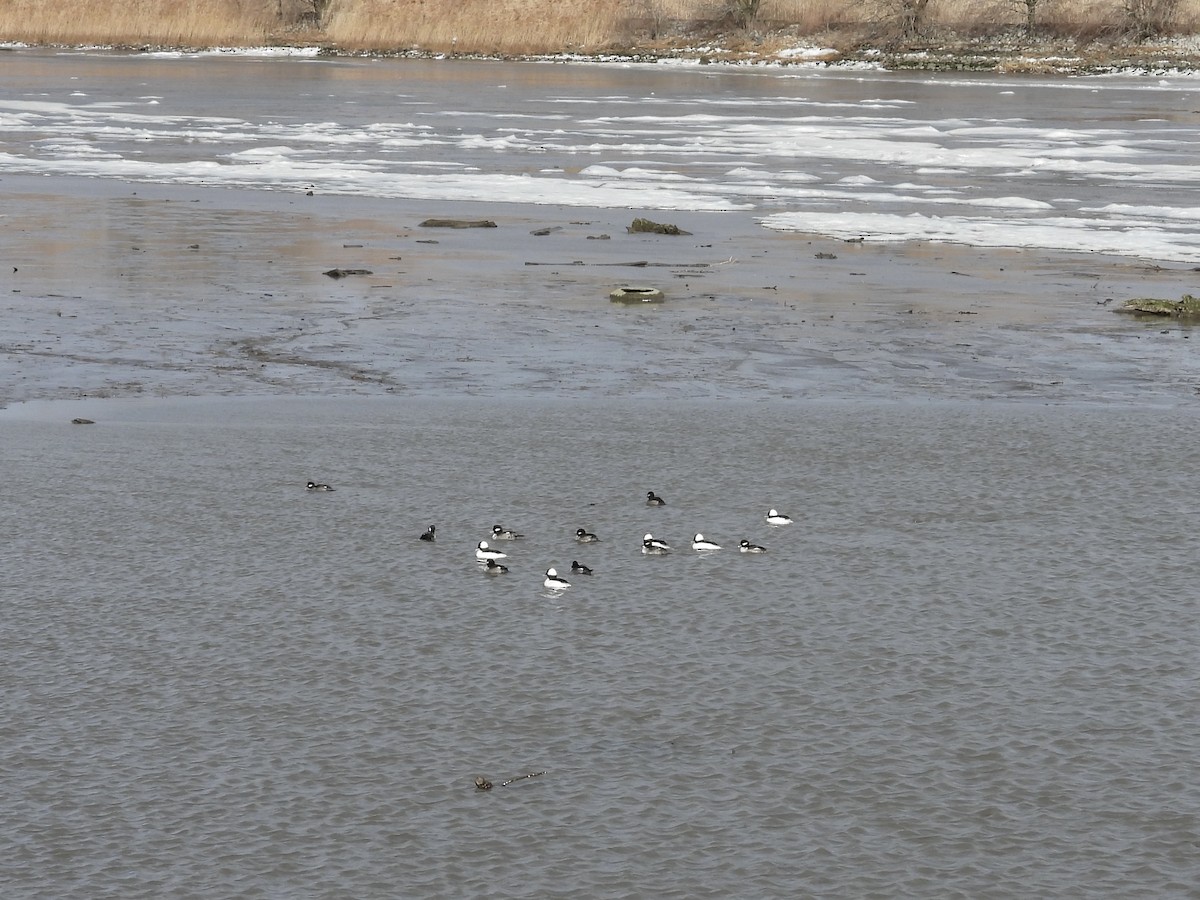 Bufflehead - ML647855431