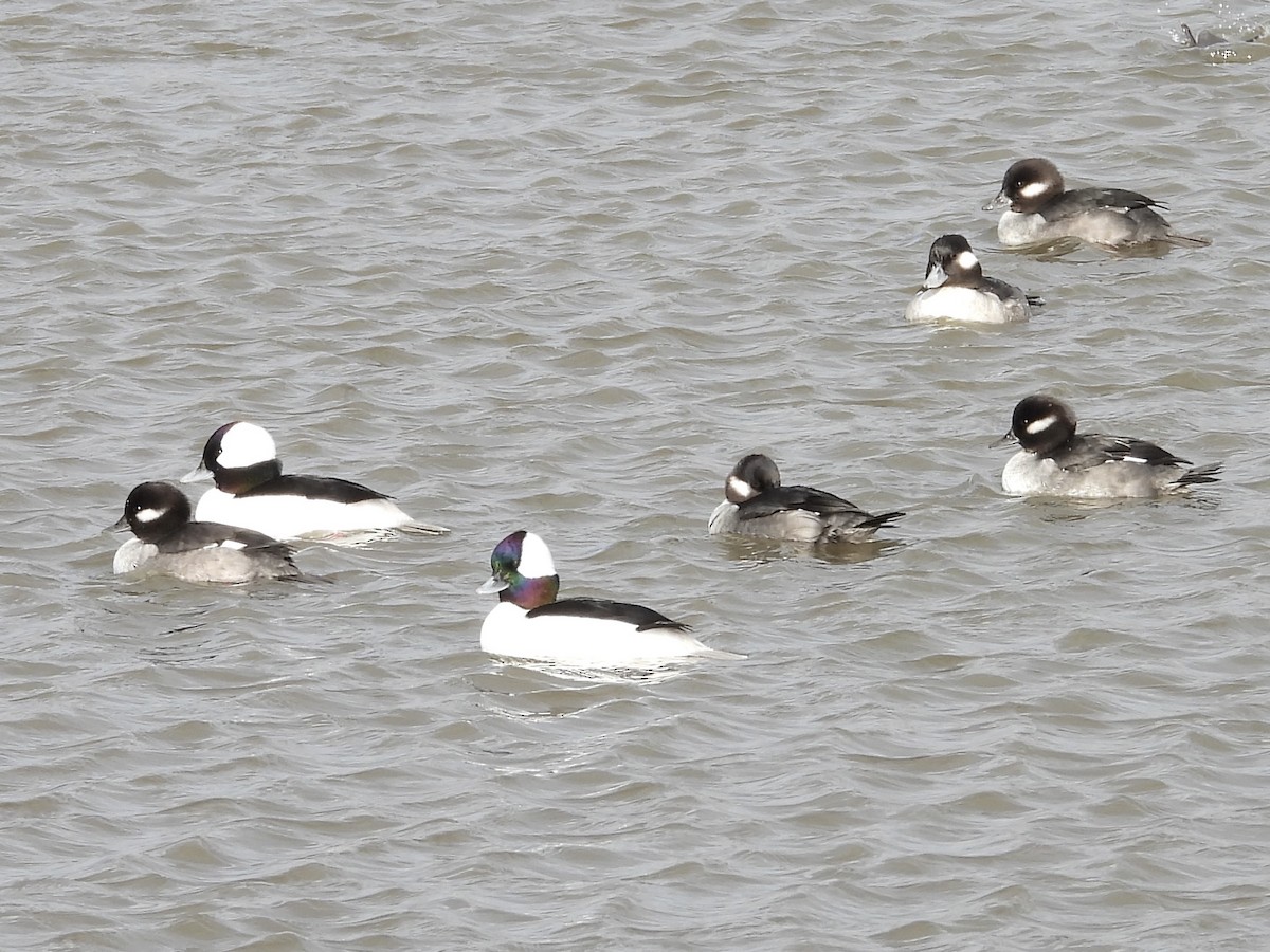 Bufflehead - ML647855432