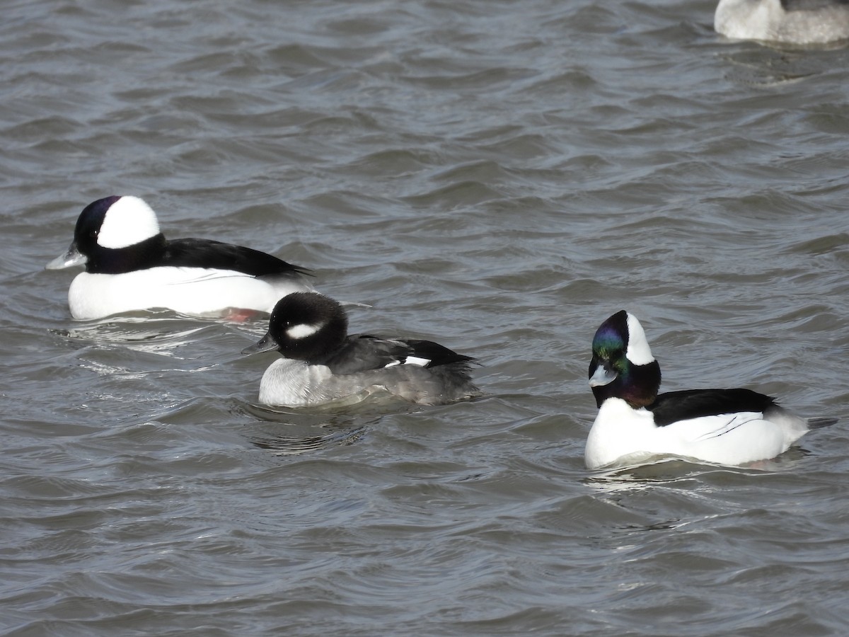 Bufflehead - ML647855435
