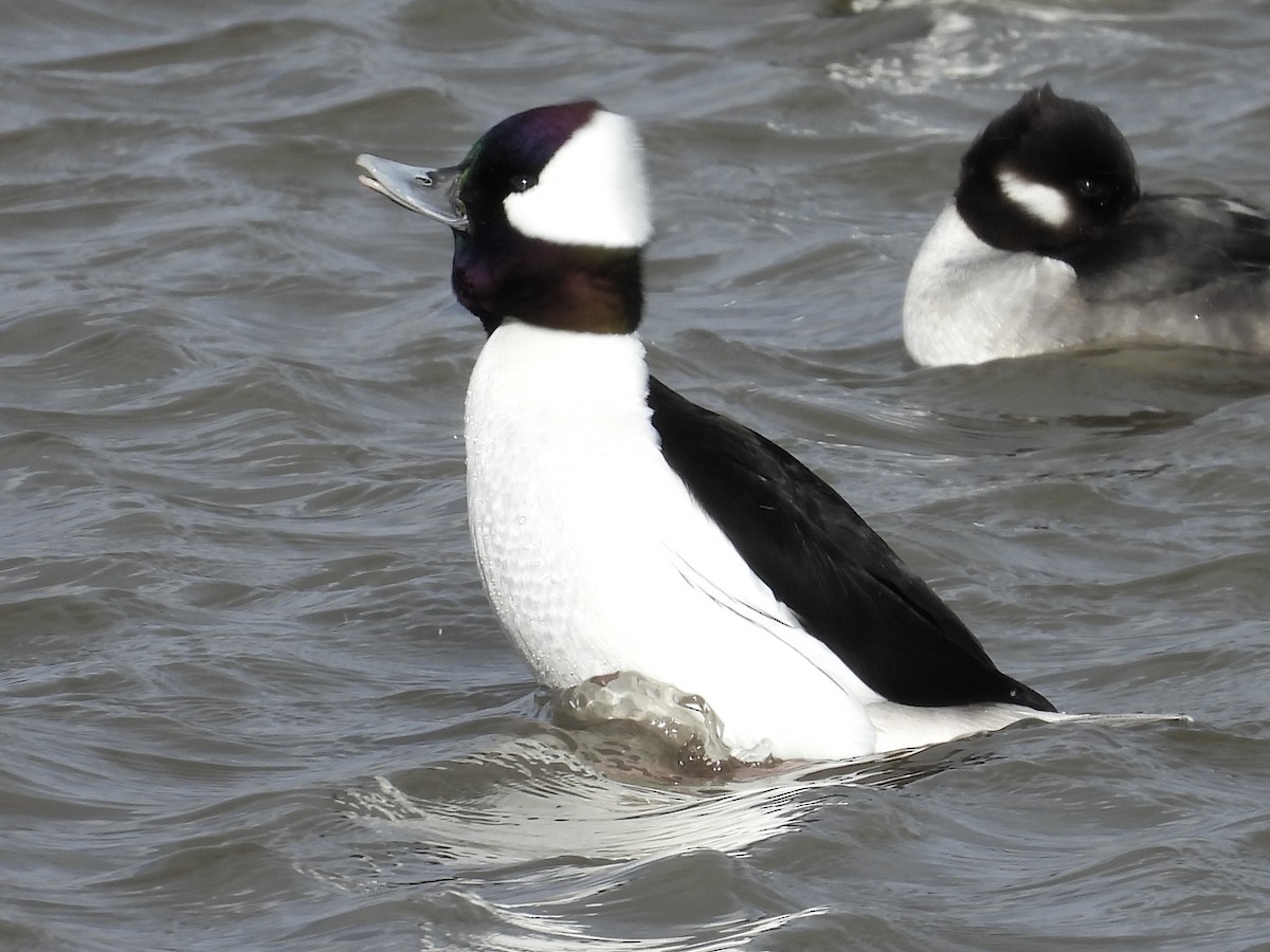 Bufflehead - ML647855437
