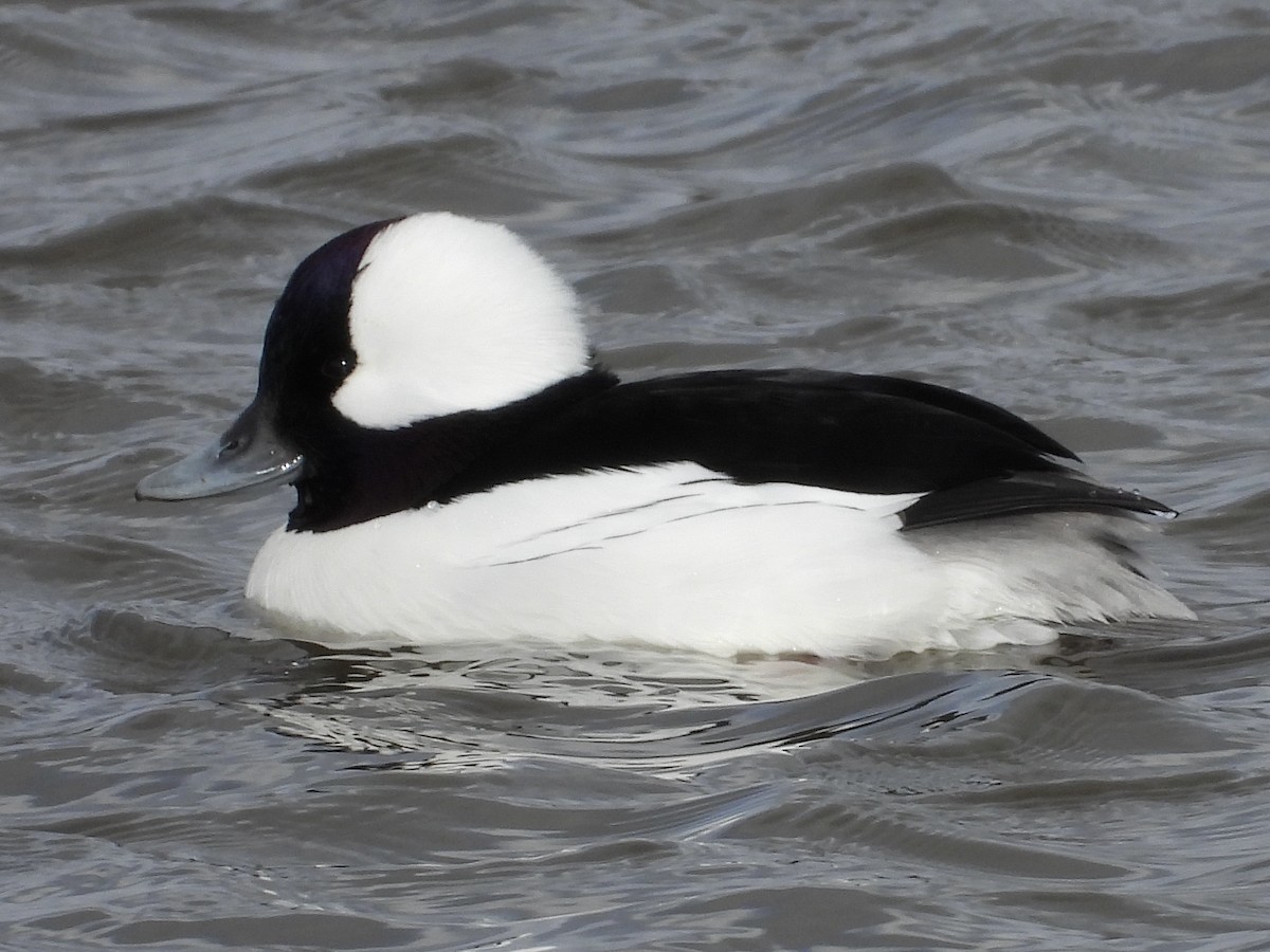 Bufflehead - ML647855439