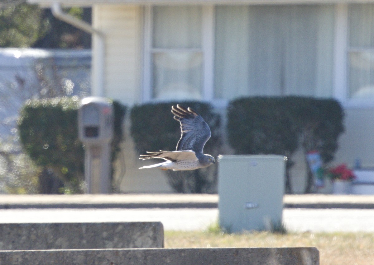 アメリカハイイロチュウヒ - ML647855494