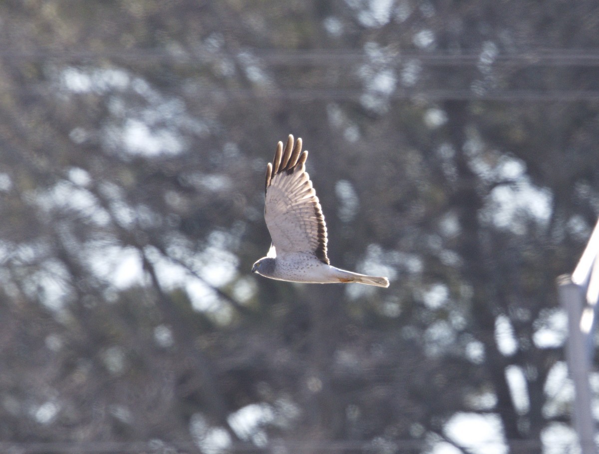 アメリカハイイロチュウヒ - ML647855495