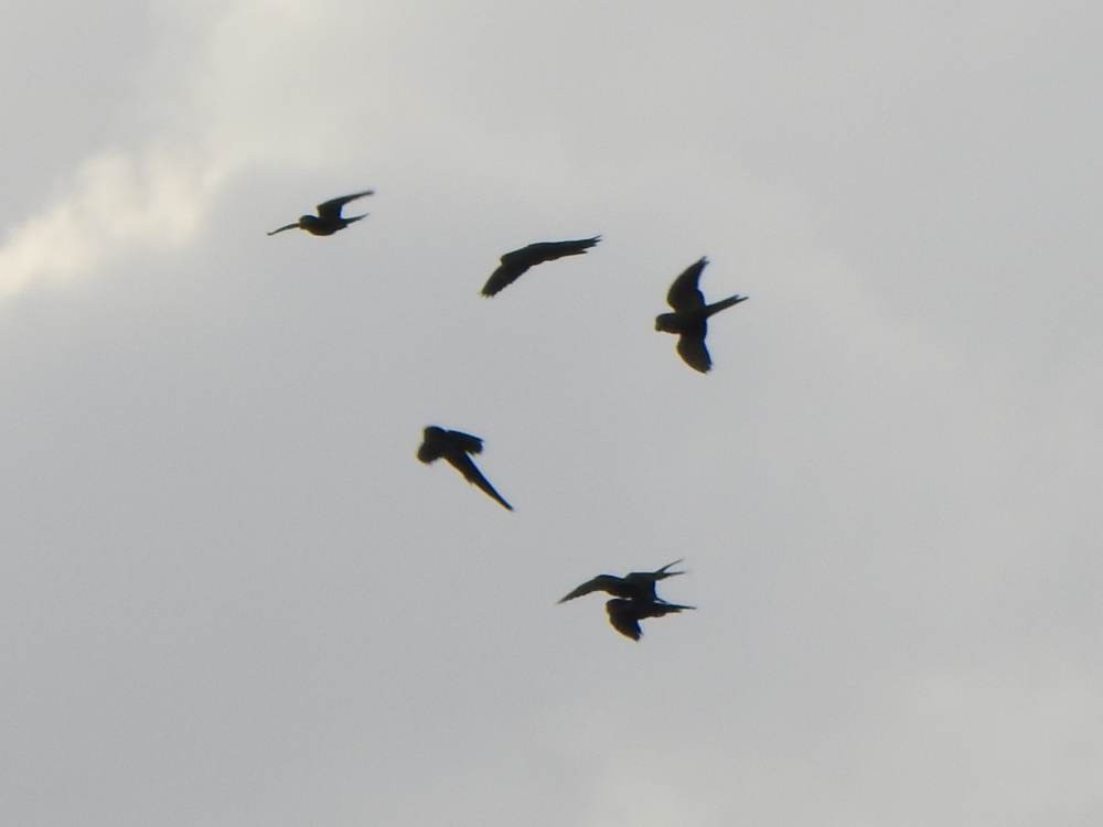 Scarlet-fronted Parakeet - ML647855497