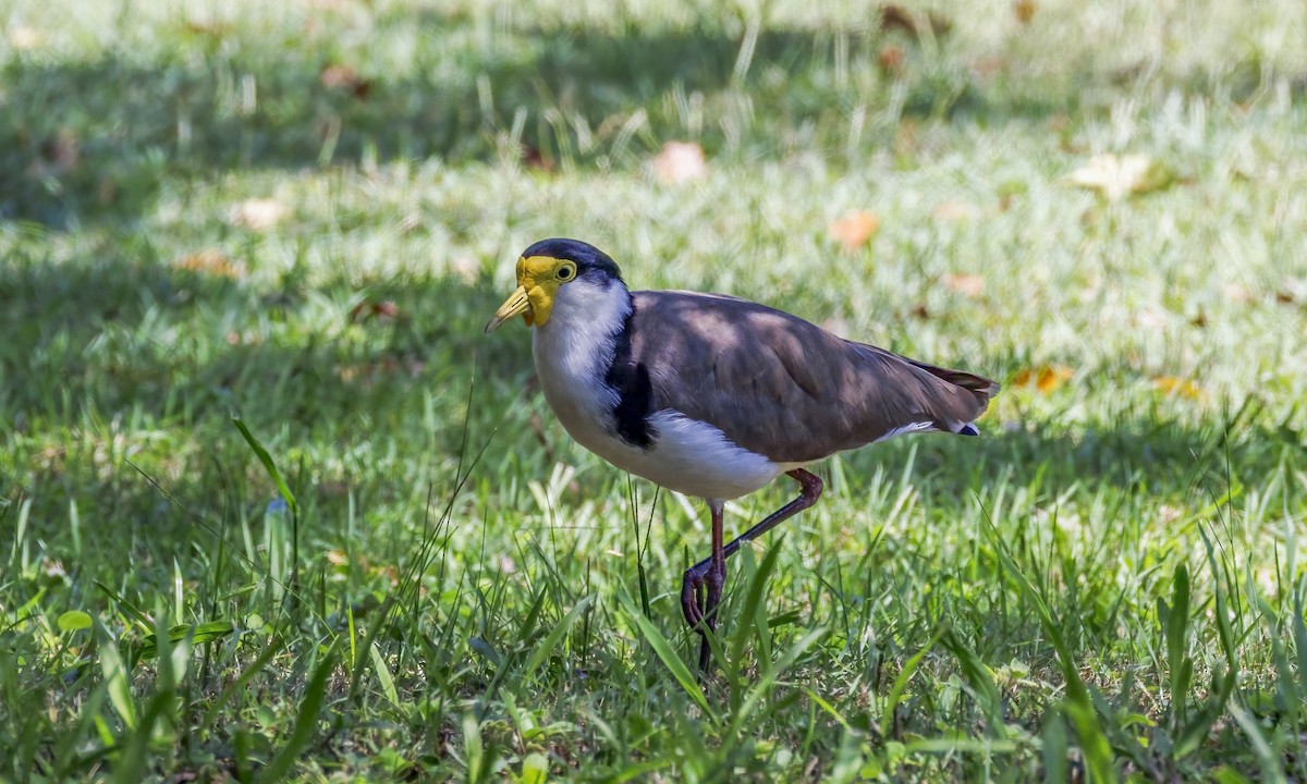 Hegabera maskaraduna - ML647855538