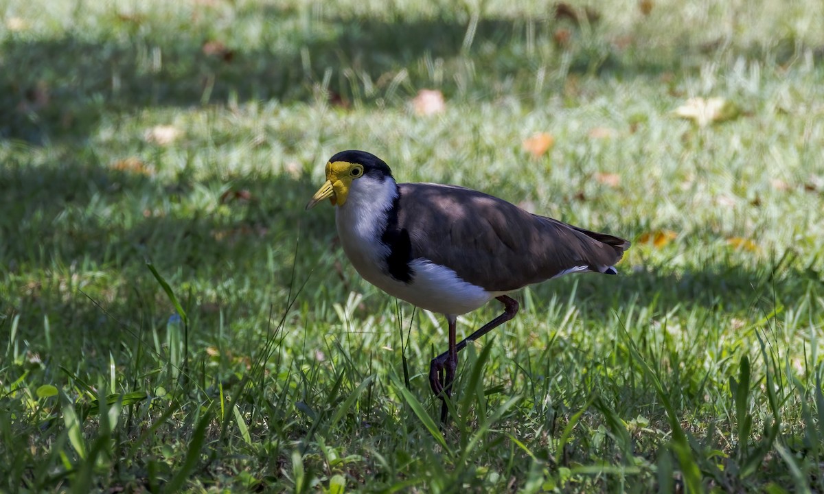 Hegabera maskaraduna - ML647855539