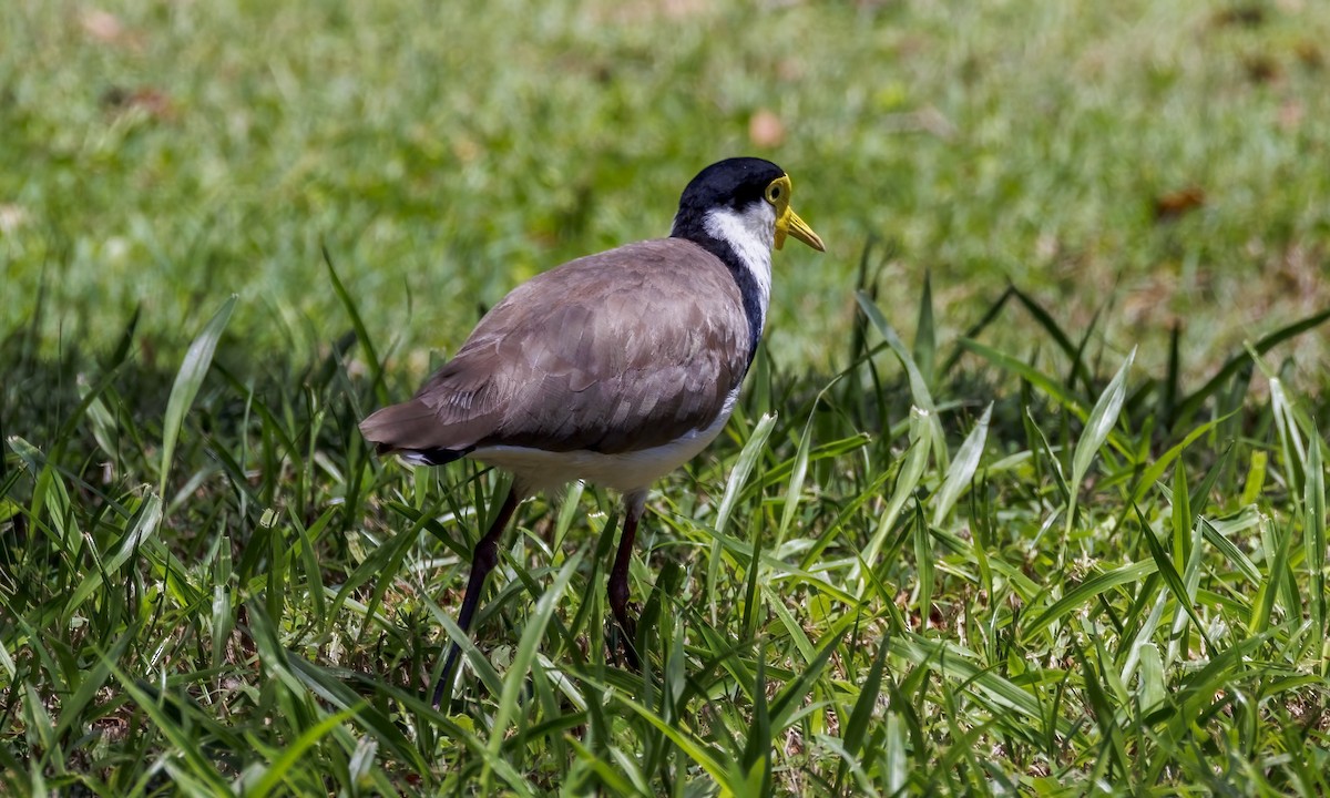 Hegabera maskaraduna - ML647855540