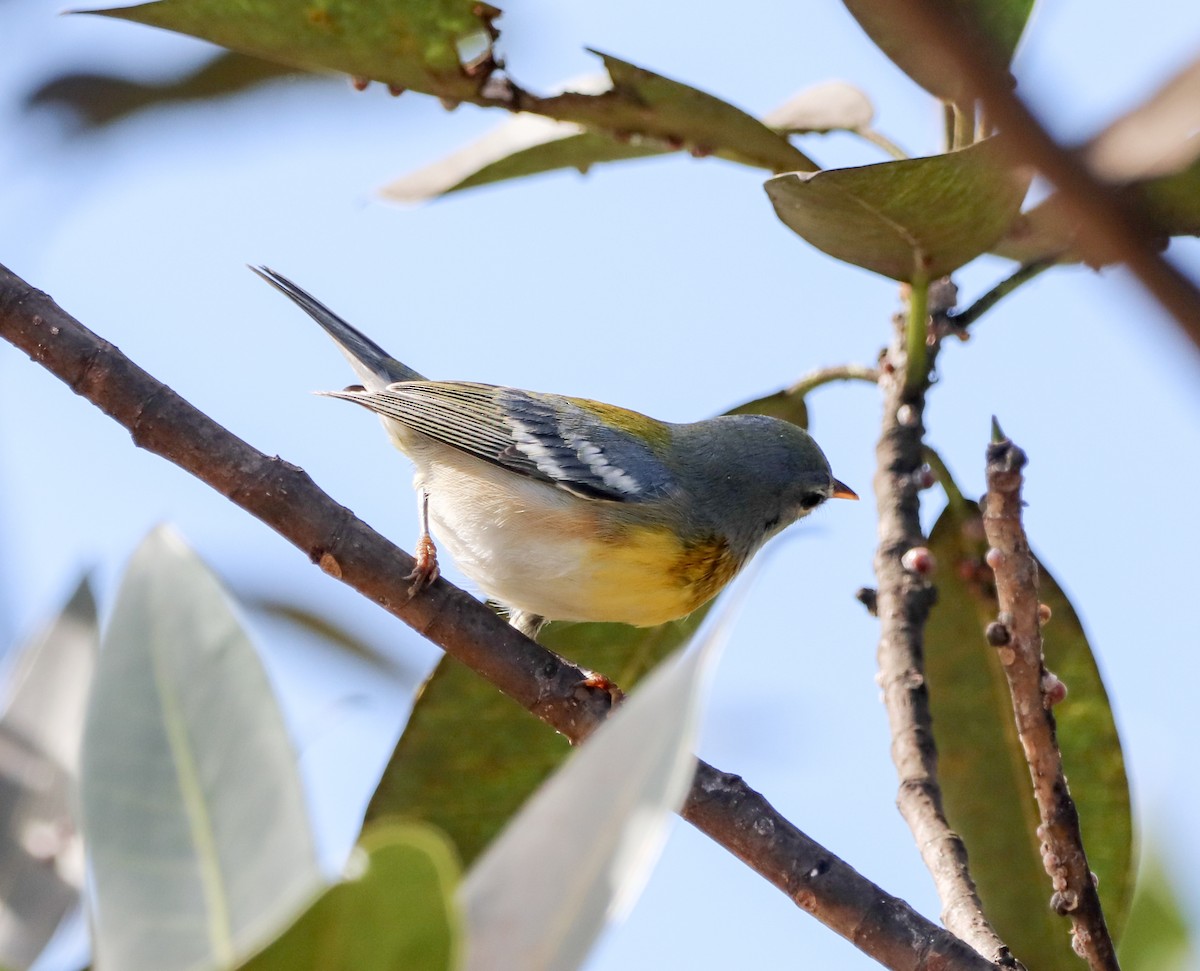 Northern Parula - ML647855579
