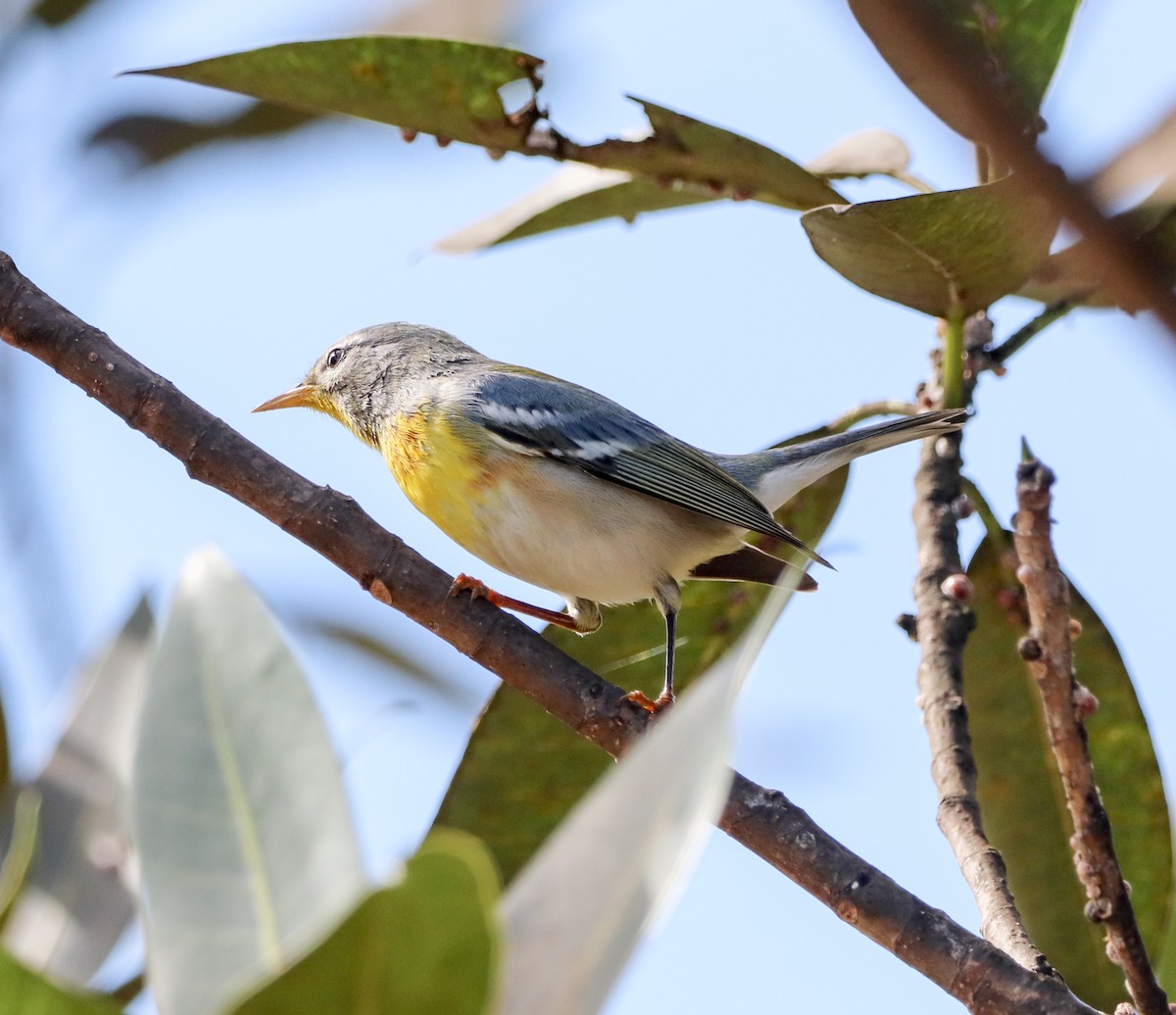 Northern Parula - ML647855580