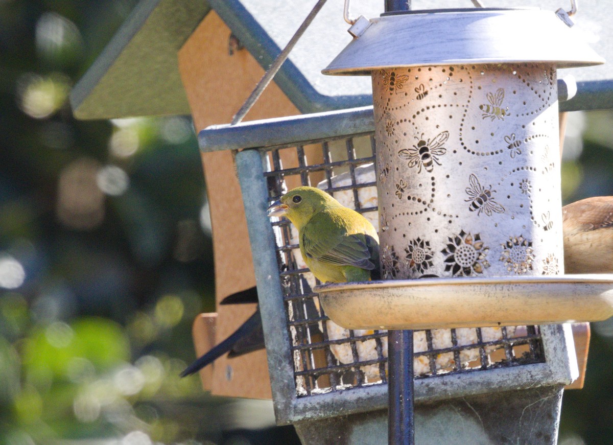 ゴシキノジコ - ML647855582