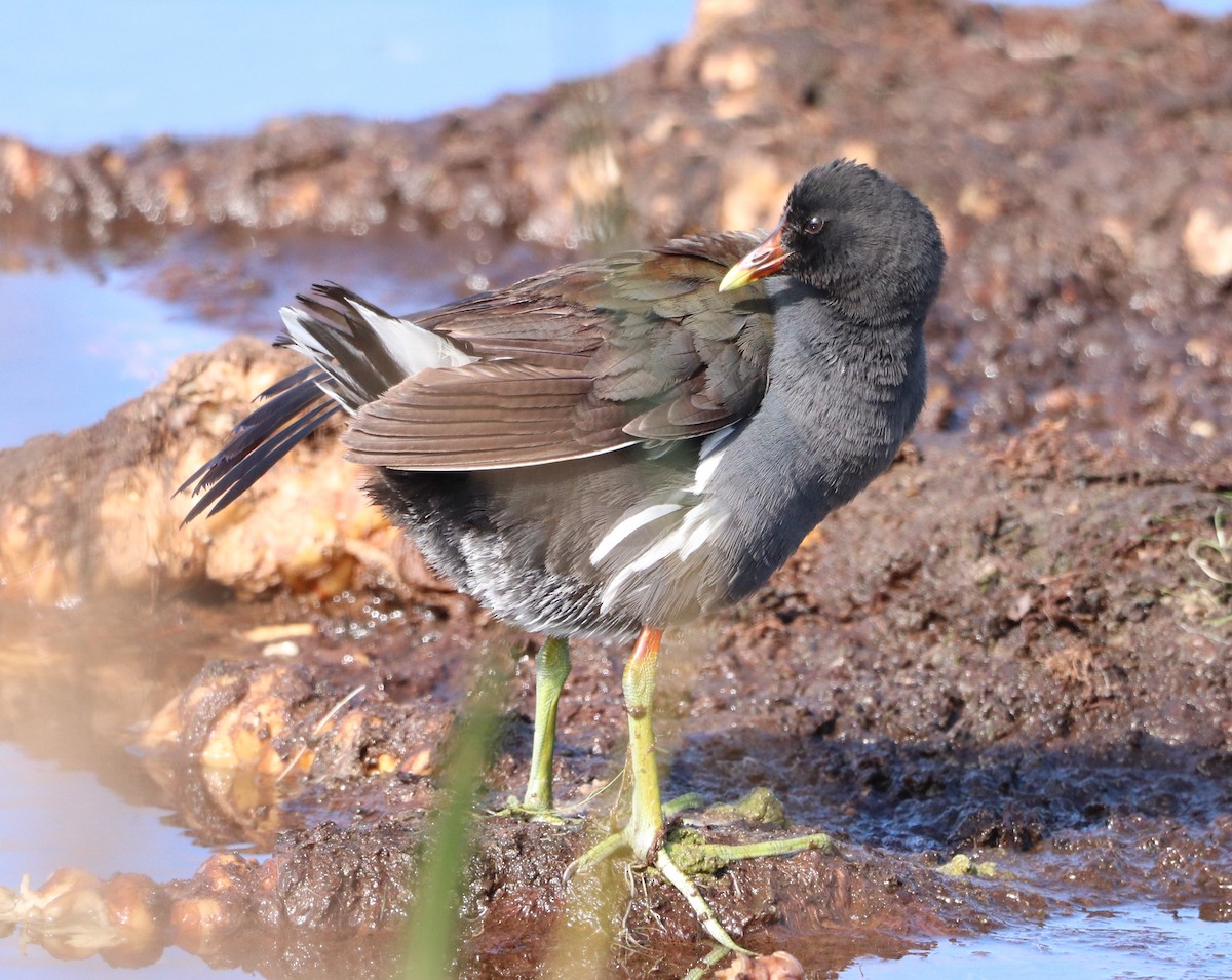 Common Gallinule - ML647855602