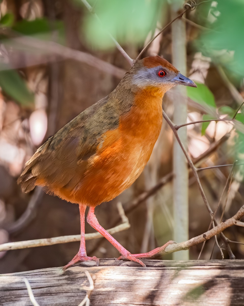 Russet-crowned Crake - ML647855630