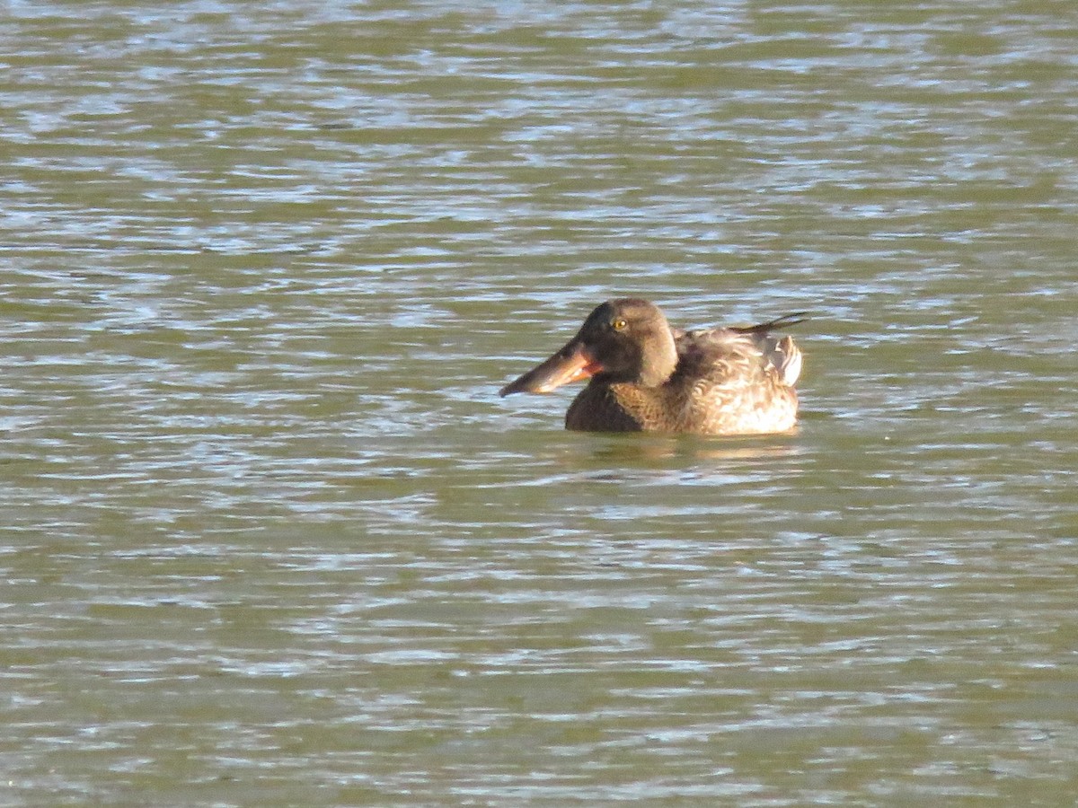 Northern Shoveler - ML647855631