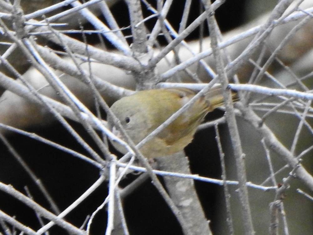 Black-faced Grassquit - ML647855634