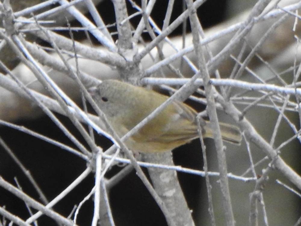 Black-faced Grassquit - ML647855635