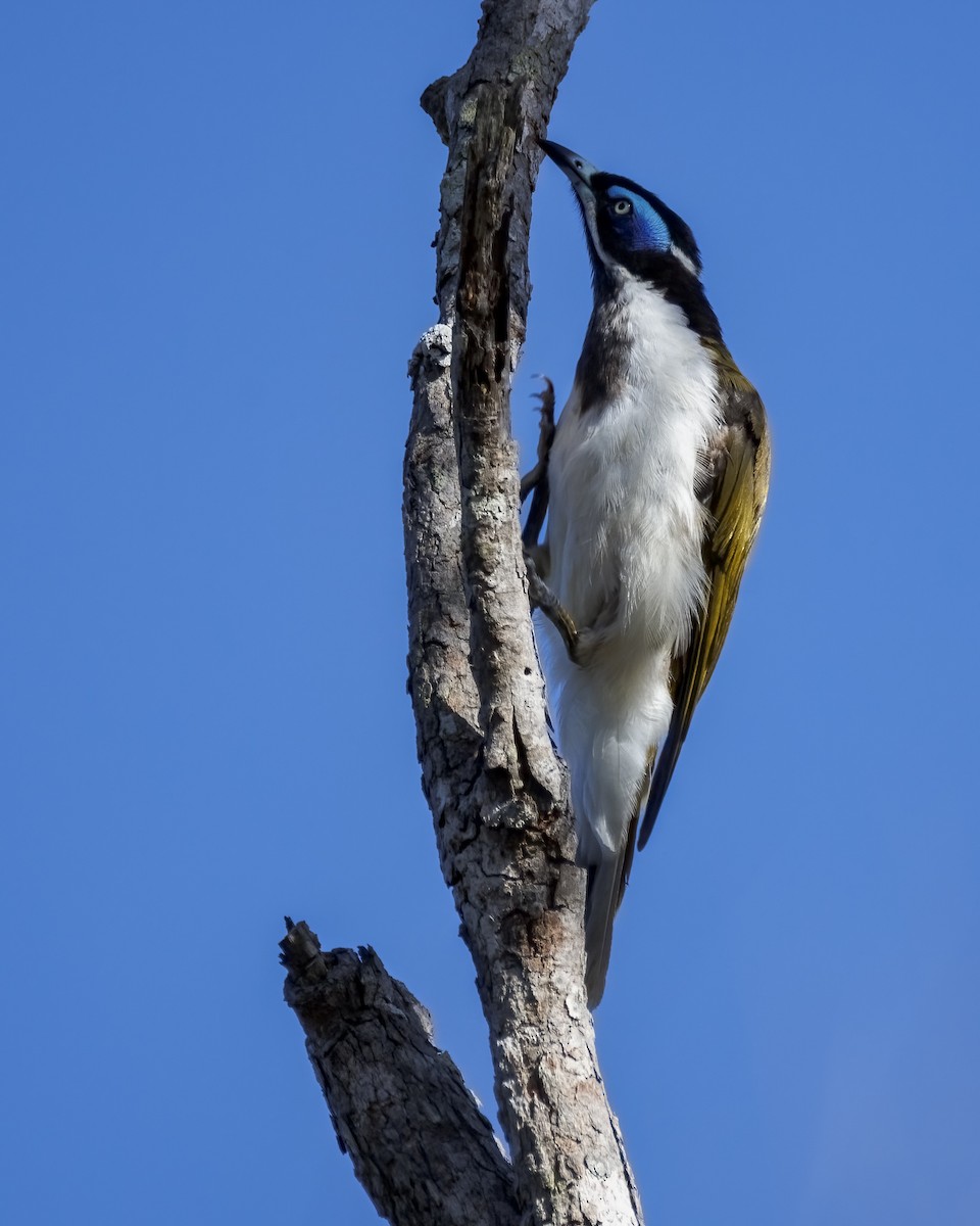 Blue-faced Honeyeater - ML647855636