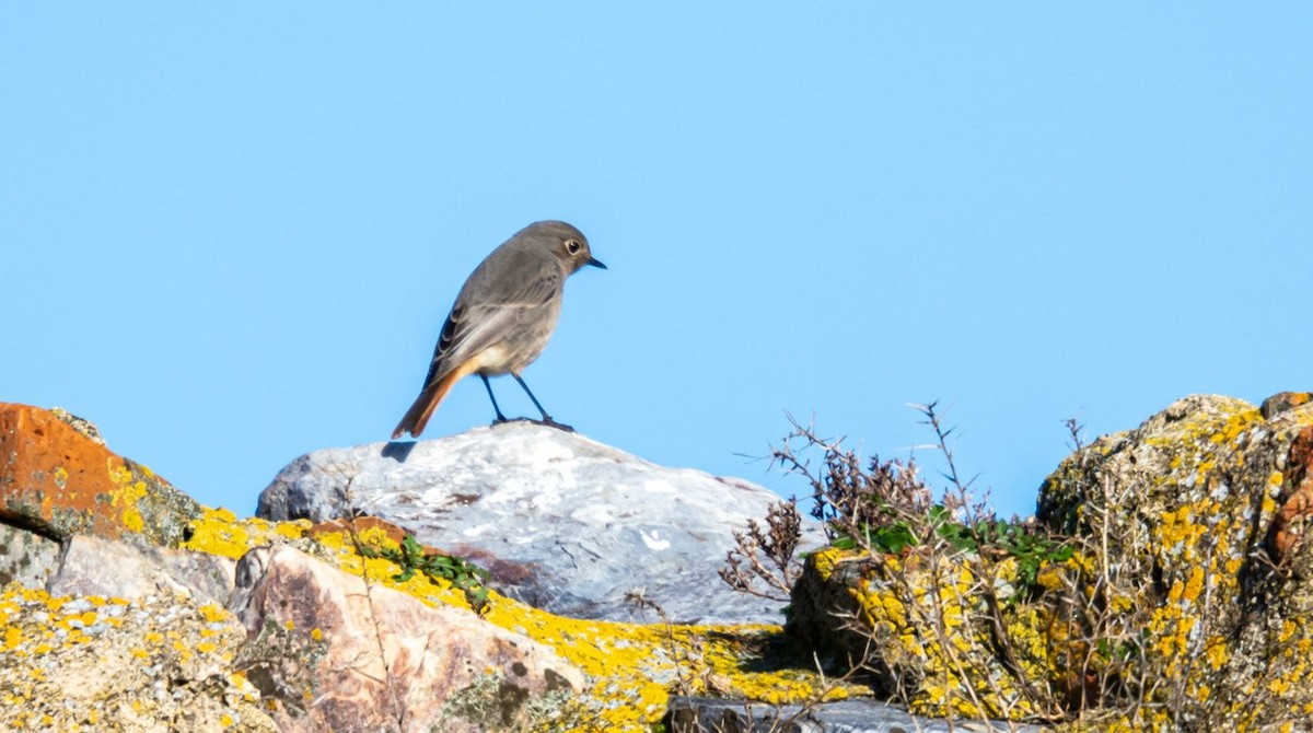 Black Redstart - ML647855637