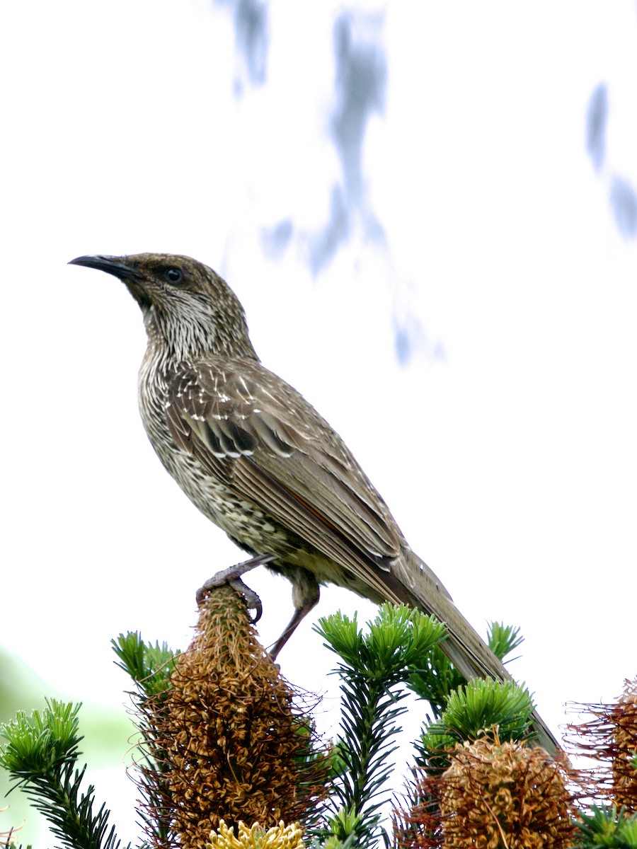Little Wattlebird - ML647855638
