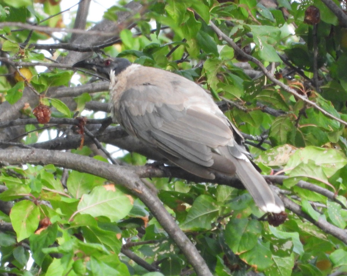 Noisy Friarbird - ML647855640