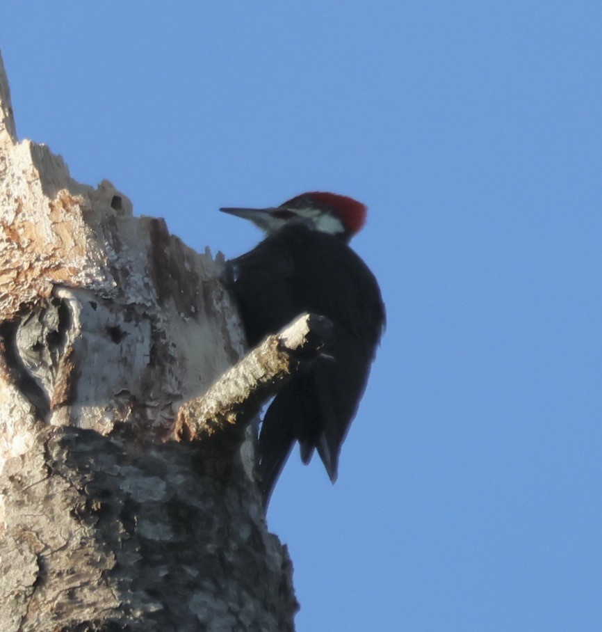 Pileated Woodpecker - ML647855641