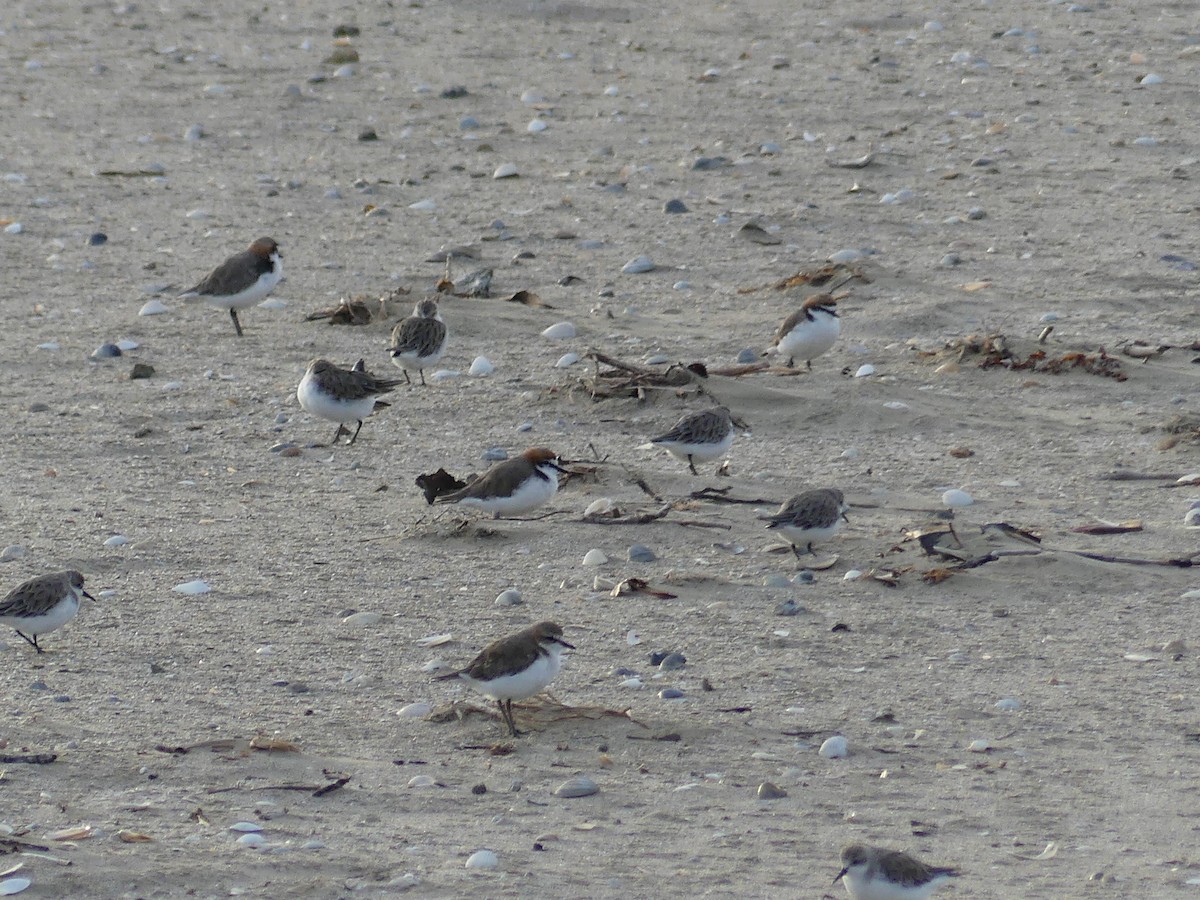 Red-necked Stint - ML647855642