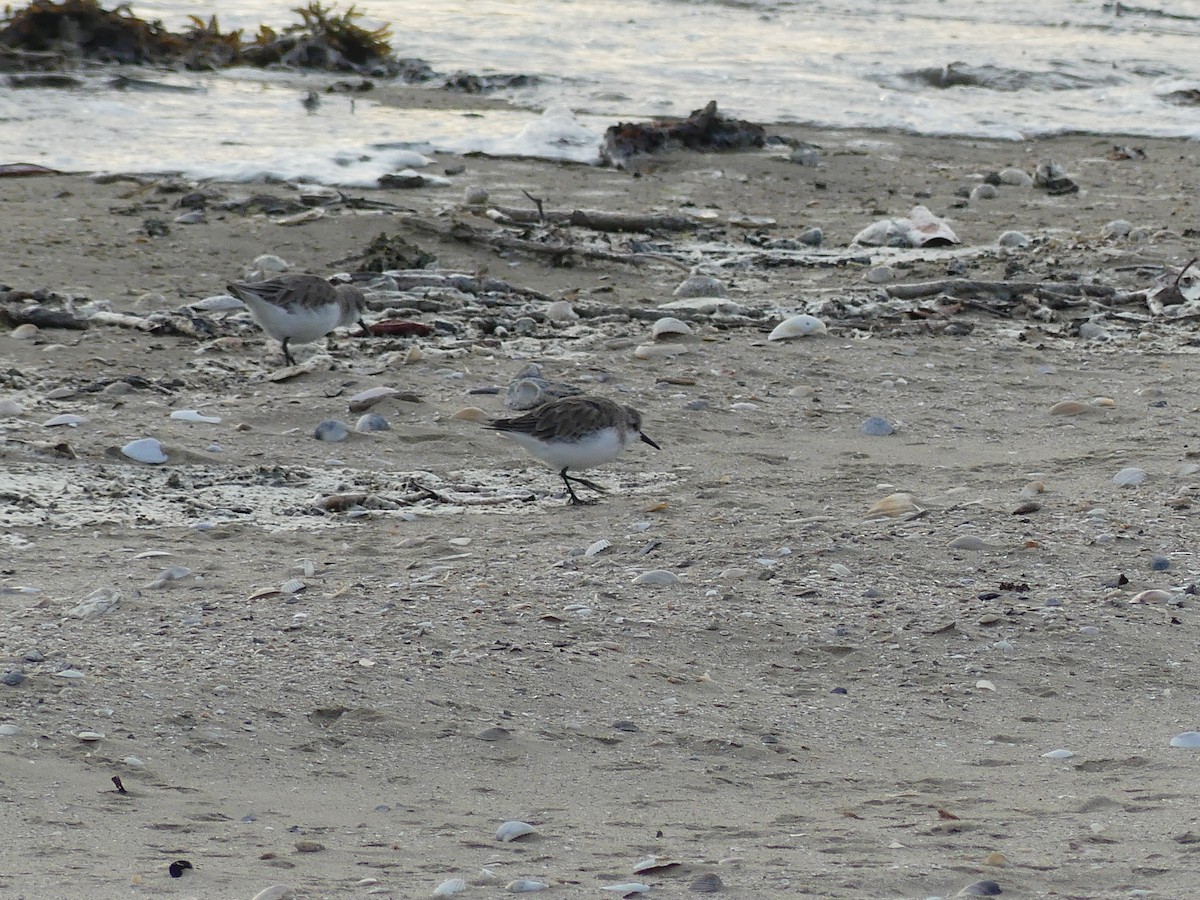 Red-necked Stint - ML647855643